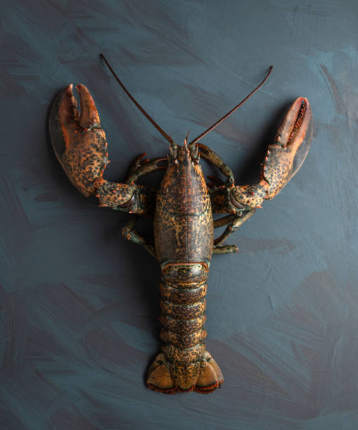 istock Fresh lobster on artistic background, concept of luxury, gourmet, quality fresh seafood 1255700607