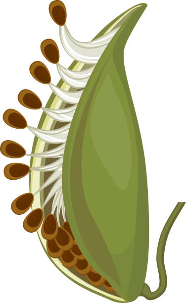 Dry fruit follicle isolated on white background Dry fruit follicle isolated on white background milkweed stock illustrations