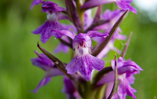 Kalopissis` Marsh Orchid (Dactylorhiza kalopissii)
