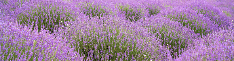 Lavender flower in the grass green shallow depth of field. Beautiful purple lavender flowers ready for harvesting. High quality photo