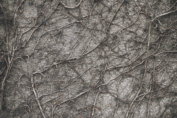 istock Gray textured wall with dry ivy plant vines 1255705134