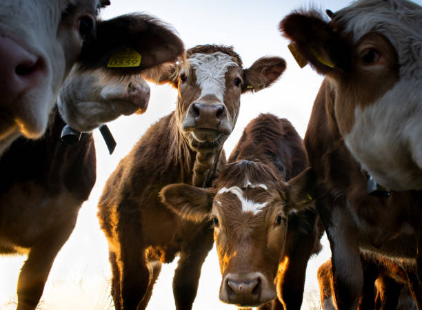 vacas pastando al atardecer - carne de vaca fotos fotografías e imágenes de stock