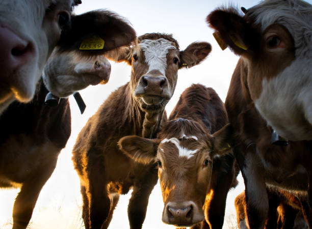 vacas pastando al atardecer - ternera fotos fotografías e imágenes de stock