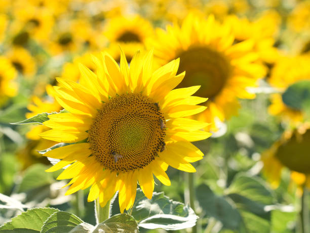 istock Fields of large flowering yellow sunflowers 1255705931