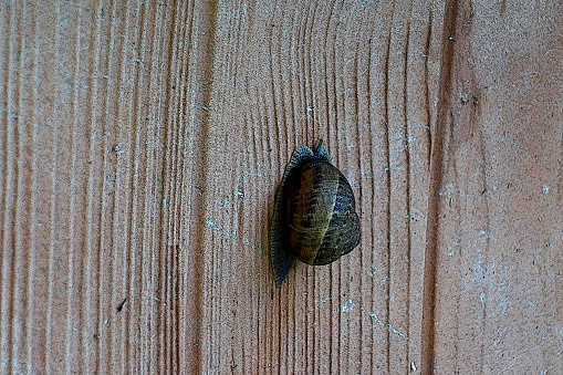 close-up image of snail on wooden background