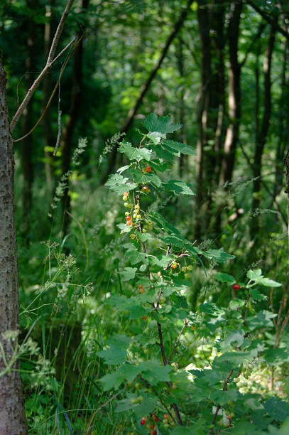 istock unripe red currant berries on among the woods 1255707415