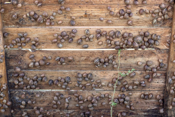 多くのカタツムリを生きる木製パネルを上げました。カタツムリ農場。 - aspersa ストックフォトと画像
