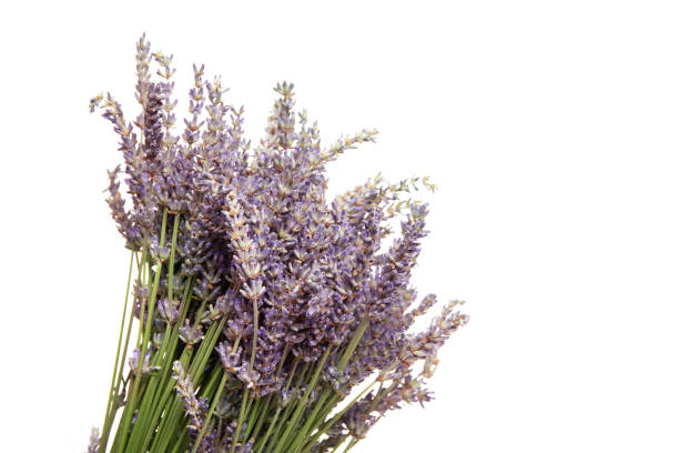 istock lavender flowers, isolated on a white background 1255709584