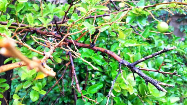 istock dead branch on lemon tree with water drops on leaves in raining 1255709951