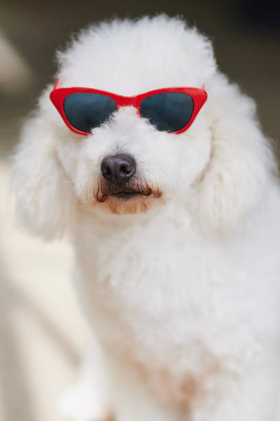istock Poodle dog sitting in sunglasses 1255710574