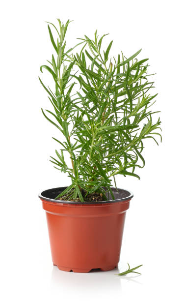 istock fresh rosemary in flower pot 1255710732