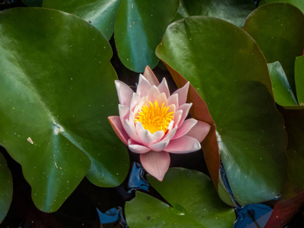 istock Water lily in a lake 1255712138