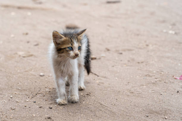 Homeless sad kitten on a street on island of Zanzibar, Tanzania, Africa, close up Homeless sad kitten on a street on island of Zanzibar, Tanzania, east Africa, close up stray cat stock pictures, royalty-free photos & images