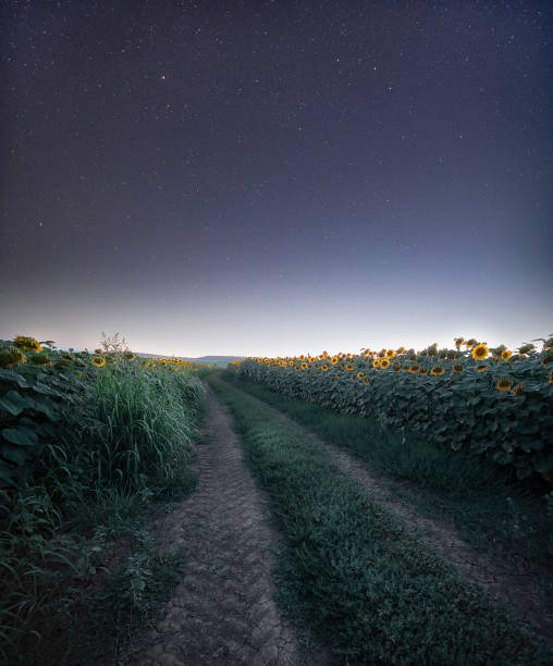 paysage nocturne des plantes de tournesol au milieu d’un champ agricole en été sous les étoiles dans le ciel. occupation agricole. - dramatic sky dusk night sustainable resources photos et images de collection