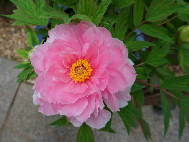 istock One delicate pink peony flower. Summer time 1255716151