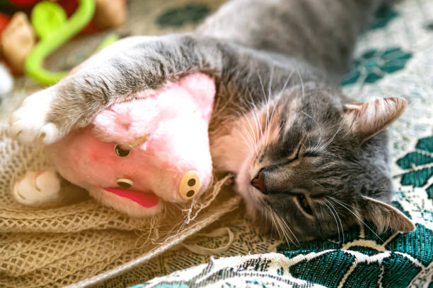 istock Kitten is sleeping with plush toy in the bad, close up 1255716256