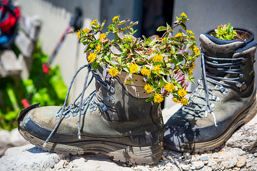 Concept for summer holidays in the Austrian Alps - a pair of old hiking boots used as flower pots for a bunch of colorfull flowers. \nLocation: Hoellengebirge, Salzkammergut, Austria