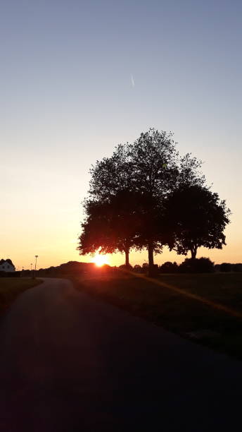 istock Dusk: Group of trees at sunset 1255716327