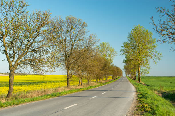 istock Trees on an asphalt road and a rape field 1255718315