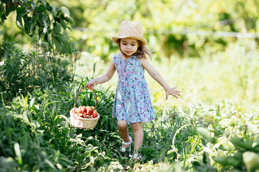 Child picking strawberries. Kids pick fresh fruit on organic strawberry farm. Children gardening and harvesting. Toddler kid eating ripe healthy berry. Outdoor family summer fun in the country.