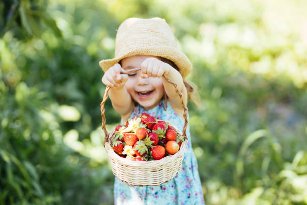 niña recogiendo fresa en un campo de cultivo - child food fruit childhood fotografías e imágenes de stock