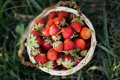 Ripe delicious strawberries in a wicker basket