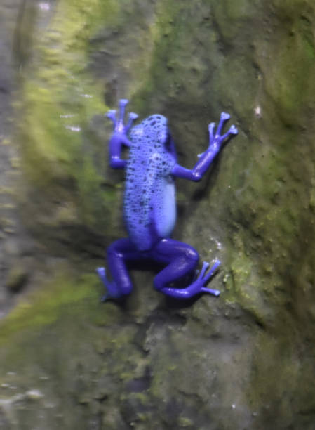 멋진 푸른 나무 개구리 - frogger 뉴스 사진 이미지