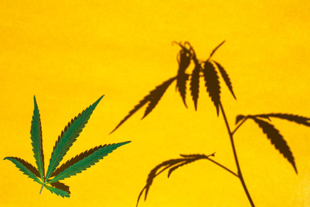istock Shadow from hemp plant and hemp leaf on a yellow background. 1255725209