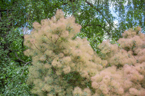 Beautiful Cotinus Coggygria from the Anacardiaceae family Cotinus Coggygria from the Anacardiaceae family. Woody wild plant smoke bush blooming stock pictures, royalty-free photos & images