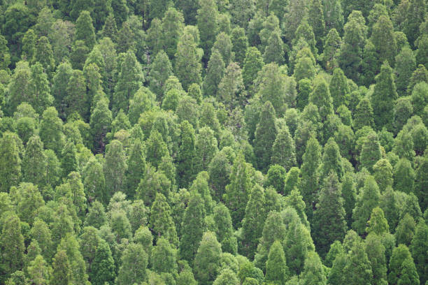 Cryptomeria japonica - on São Miguel / Azores