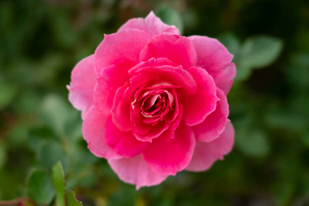 istock Roses blooming in the garden 1255727467