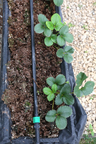 istock Field strawberry production. Growing Strawberry Plants 1255728544