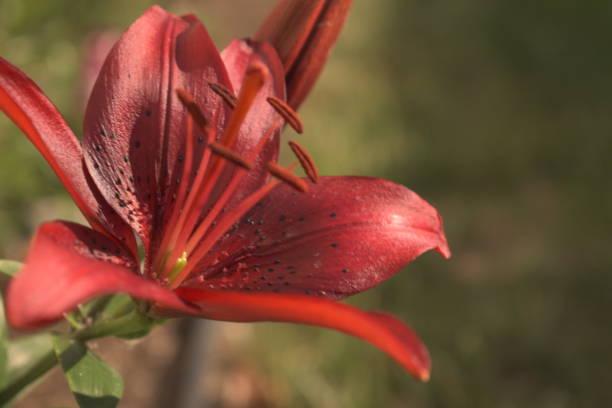 istock Vibrant Beautiful Red Lonely Lily 1255728796