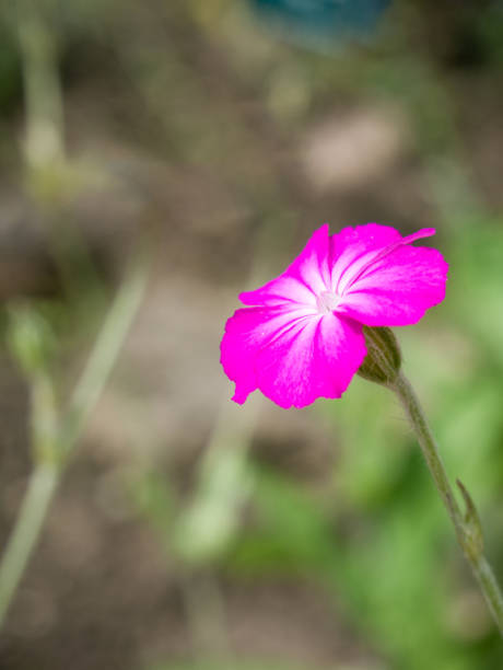 Close up detail with a single isolated Silene coronaria, the rose campion flower on blurred green background. Close up detail with a single isolated Silene coronaria, the rose campion flower on blurred green background. dusty miller photos stock pictures, royalty-free photos & images