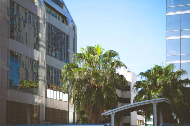 istock The tree locates in the city. 1255730429