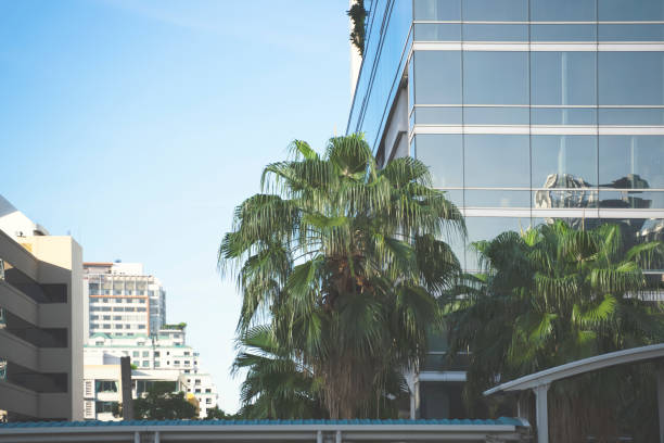 istock The tree locates in the city. 1255730479