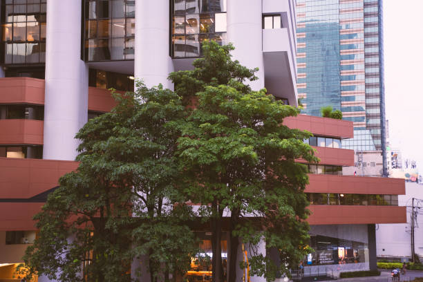 istock The tree locates in the city. 1255730484