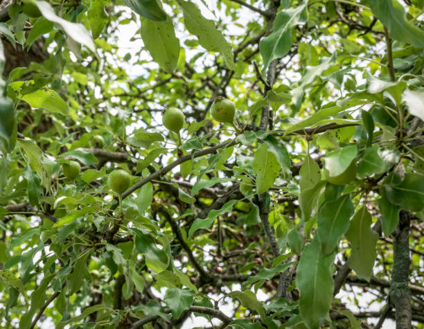 Pyrus elaeagrifolia or the oleaster-leafed pear fruit hanging on a tree branch.