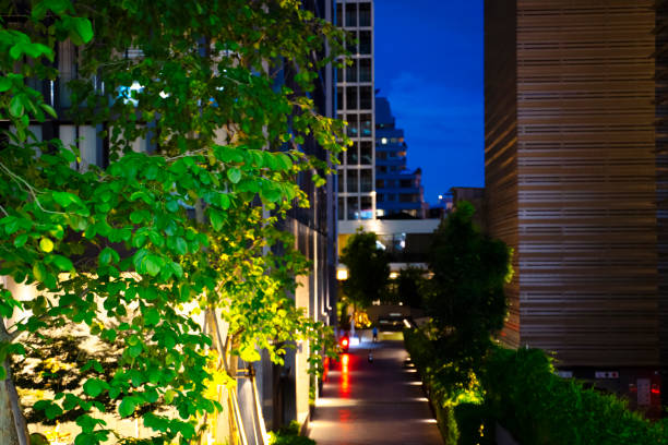 istock The tree locates in the city. 1255730508