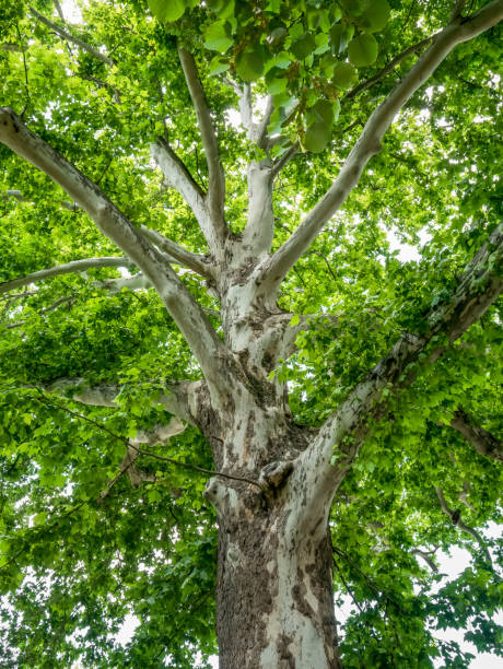 close up with Platanus orientalis or the Old World sycamore tree.