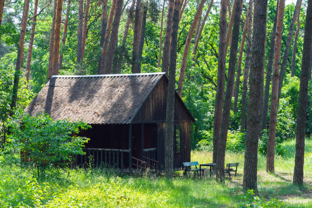 istock Old wooden house in a pine forest 1255730696