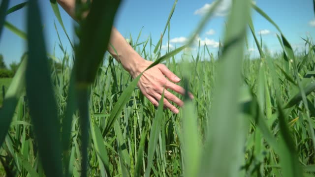 Close-up of a woman's hand running through a wheat field. green wheat.