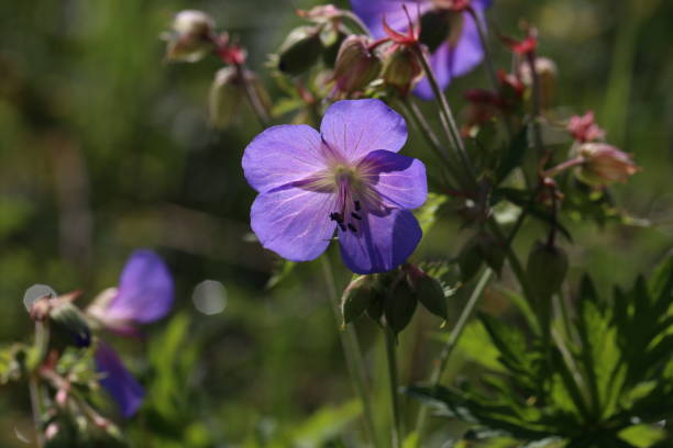 istock Delicate blue flowers of the meadow geranium 1255733604