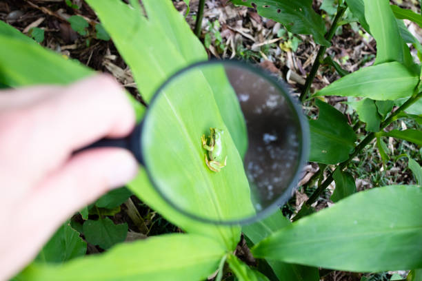 istock Enlarge the frog with a magnifying glass 1255733643
