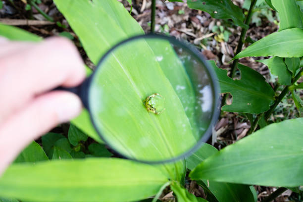 istock Enlarge the frog with a magnifying glass 1255733721