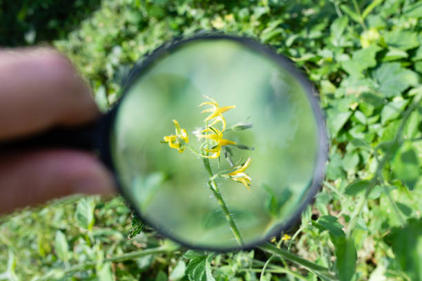 istock Enlarge the tomato flower with a magnifying glass 1255733741