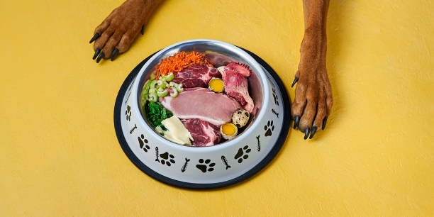 Bowl of natural raw dog food and dog's paws on yellow background. BARF dog diet. Fresh meat, eggs, vegetables stock photo