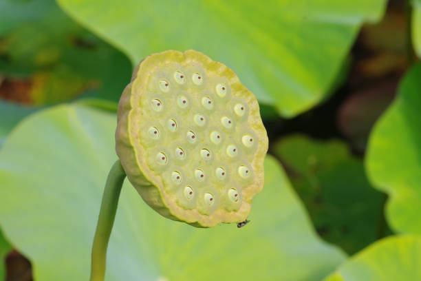 istock Fruit of the Indian Lotus Flower 1255734996