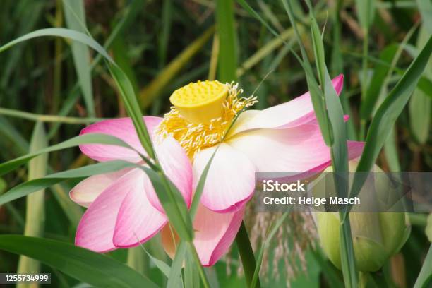 Blüte Der Indischen Lotosblume Stockfoto und mehr Bilder von Abstrakt - Abstrakt, Blume, Blühend