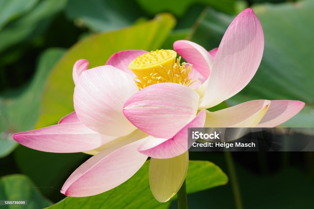 Blüte der Indischen Lotosblume - Lizenzfrei Abstrakt Stock-Foto